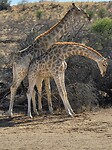 giraffes