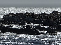 Lambertsbaai: zeehonden