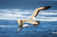 Lambertsbaai: Jan-van-Gent in vlucht