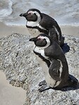 Simonstown/Boulders Beach: Afrikaanse pinguins