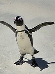 Simonstown/Boulders Beach: Afrikaanse pinguin