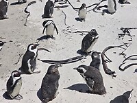 Simonstown/Boulders Beach: Afrikaanse pinguins