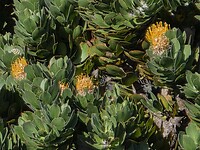 Table Mountain N.P.: Protea