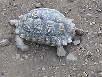 Schildpad op de camping