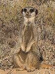 Stokstaartje (meerkat in Engels)