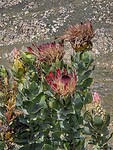 Proteas in de Swartberg mountains