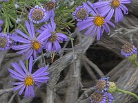 Asters in Swartberg mountains