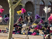 Oudtshoorn: Struisvogelveren te koop