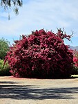 Ingang Safari Oystrich farm: Bougainville