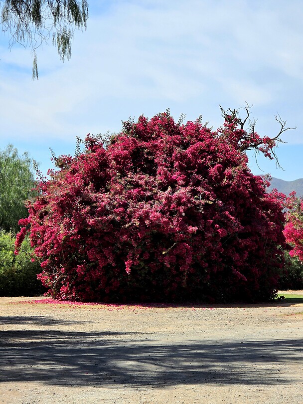 Ingang Safari Oystrich farm: Bougainville