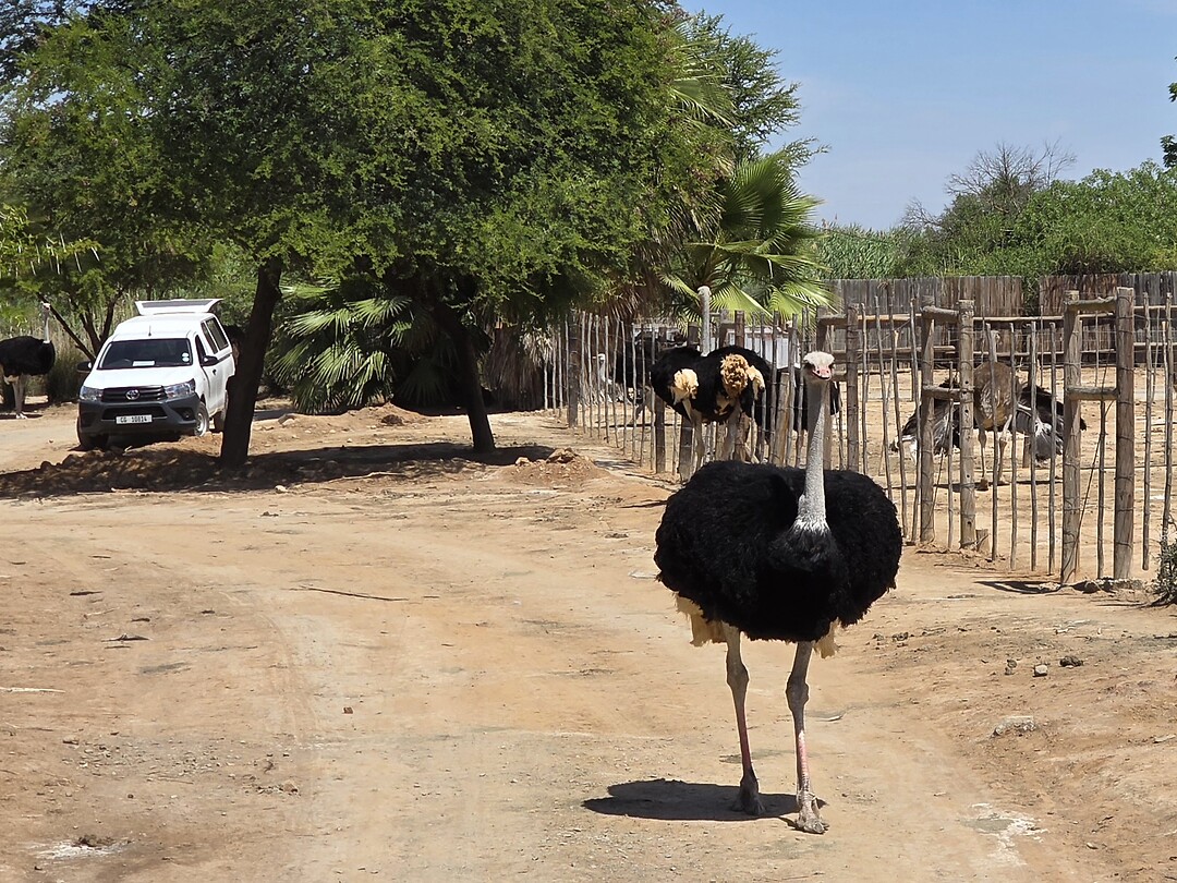 Safari Struisvogel farm