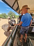 Safari Struisvogel farm: voederen