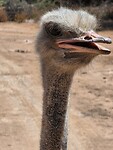 Safari Struisvogel farm