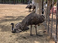 Australische emus