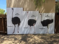3 Afrikaanse struisvogel soorten