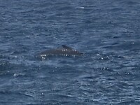 Walvis voor de kust