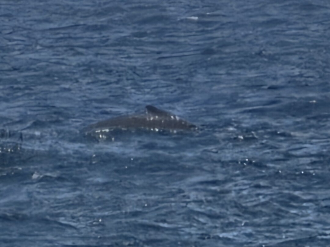 Walvis voor de kust