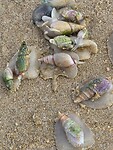 Schelpdieren in beweging