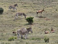 Addo N.P: hartebeesten, zebras, wrattenzwijn