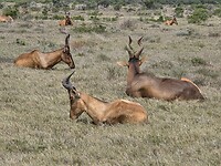 Addo N.P: hartebeesten