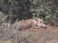 Addo N.P: slapende wtattenzwijn