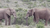 Addo Elephant N.P. : olifanten ah dollen