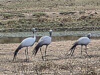 Blauwe kraanvogels