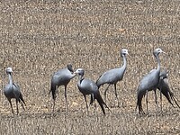 Kraanvogels