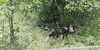 P. Kruger N.P.: Wilde honden