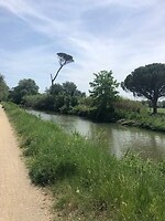 Gekke boom