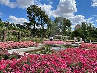 Rozentuin in park El Retiro