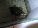schildpad