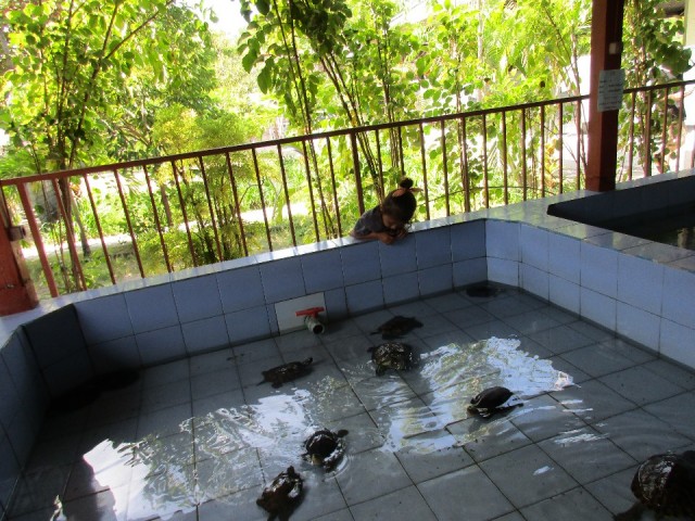schildpadden