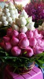 Prachtige bloemen