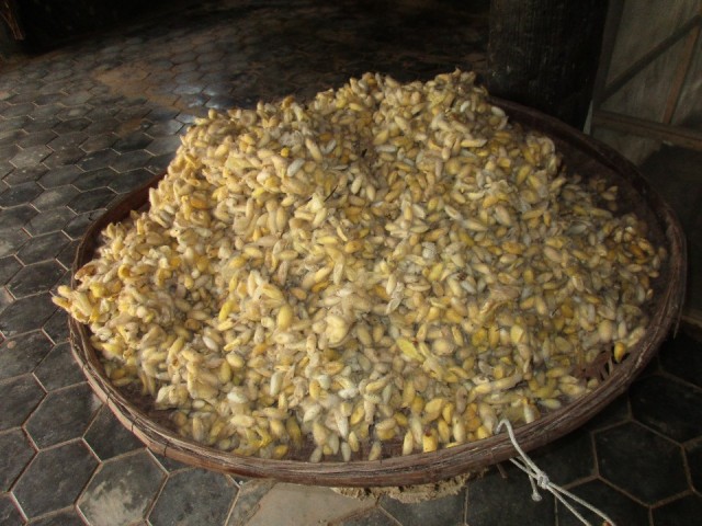cocoons
