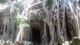 een tempel overwoekerd door wortels van bomen