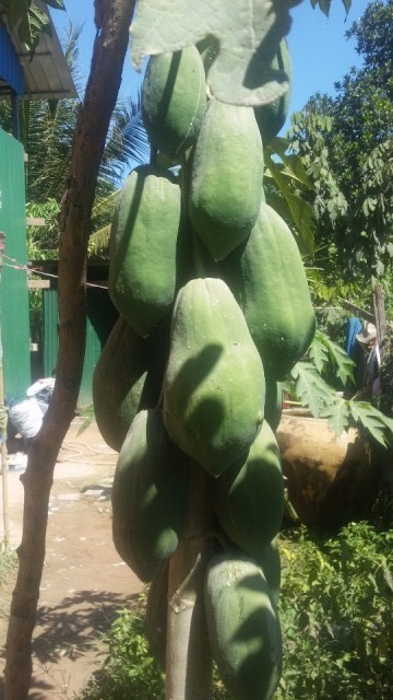 papayaboom