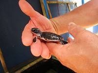 schildpadje