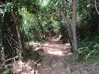 pad naar jungle beach