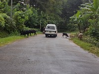 Koeien op de weg