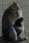 aap in monkeyforest Ubud