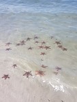 zeesterren in zee