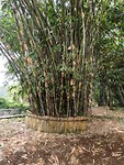 Bamboeboom