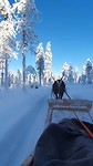 Rendier Lapland