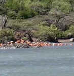 Flamingos