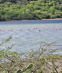 Flamingos