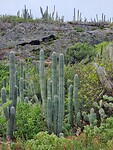 alleen maar cactussen