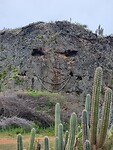 kunst in het wild