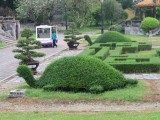 buxus