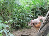 de varkens wonen nog bij huis